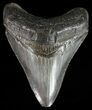 Serrated, Fossil Megalodon Tooth - Georgia #51016-1